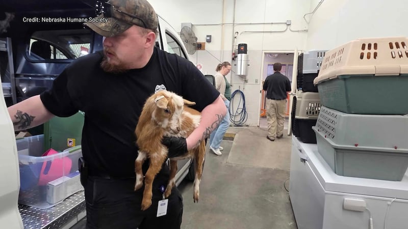 Nebraska Humane Society and Stanton County Sheriff deputies remove 52 animals from Pilger home...