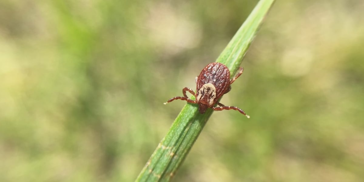 Tick Alert: Aussie Experts Warn of Increased Risk as Summer Fun Heats Up