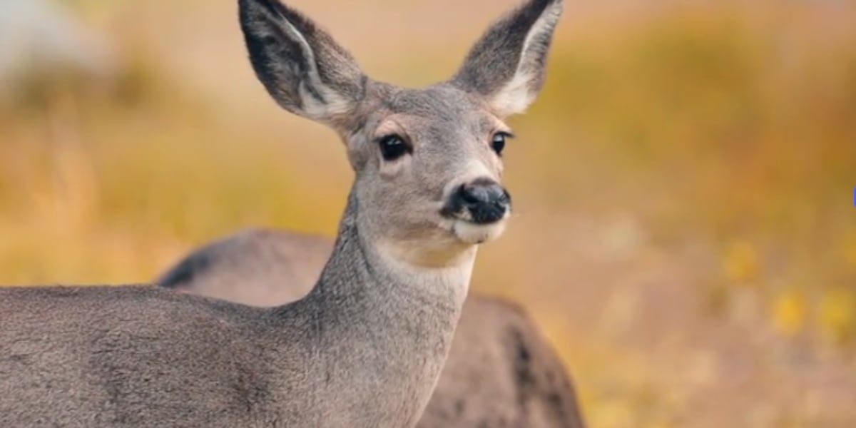 Nebraska Game and Parks warns against collisions with deer