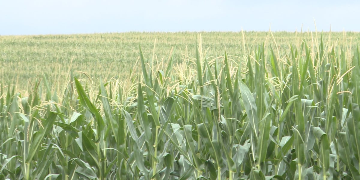Nebraska Corn Board wants the sweet high fructose corn syrup to keep flowing