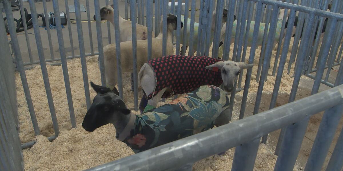 98th Aksarben Stock Show underway in Grand Island
