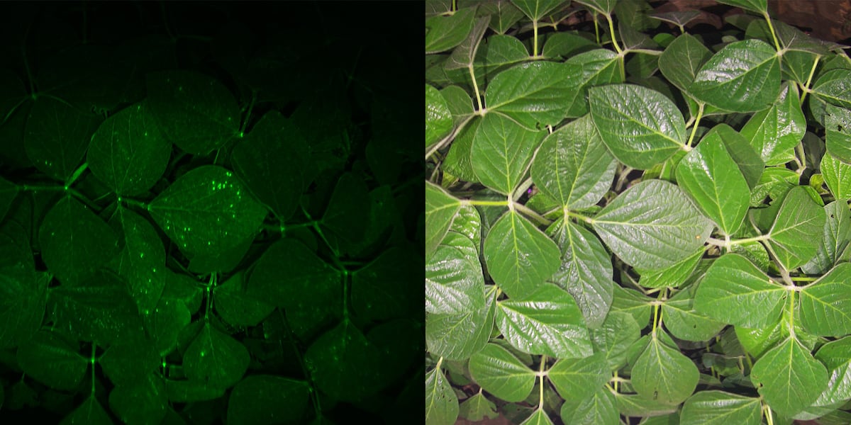 AI tool helps farmers catch crop disease before it spreads AI tool helps farmers catch crop disease before it spreads
