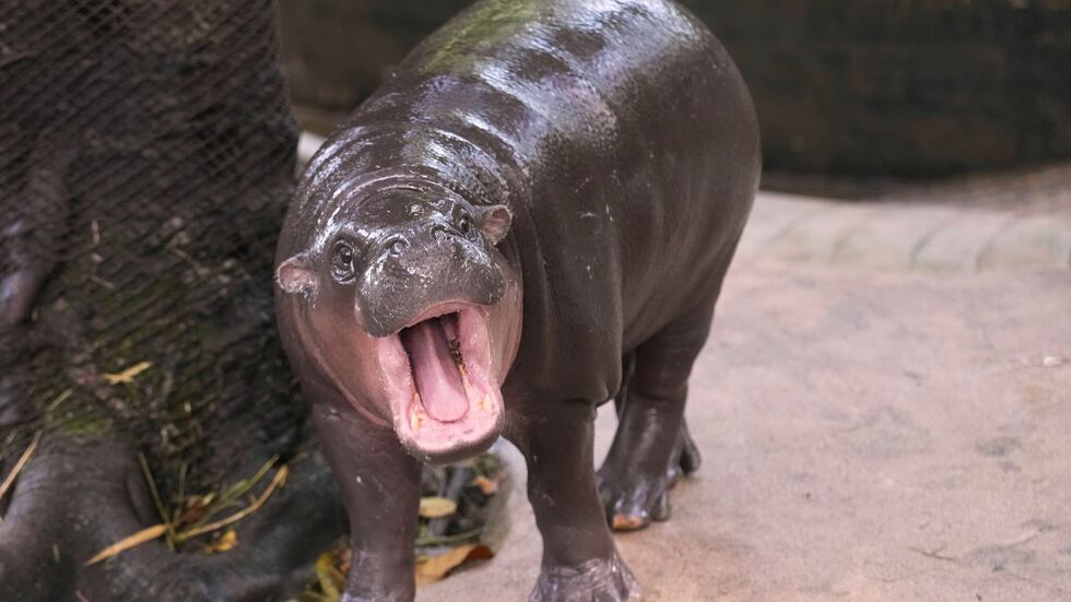 FILE - Hippo Moo Deng, which turned one year old, yawns at the Khao Kheow Open Zoo in Chonburi...